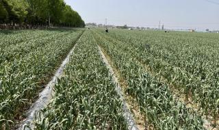 中牟黑大蒜 中牟黑大蒜