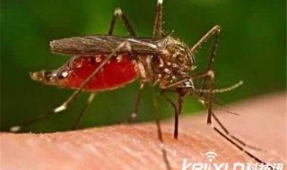 蚊子有多少颗牙齿 蚊子有多少颗牙齿